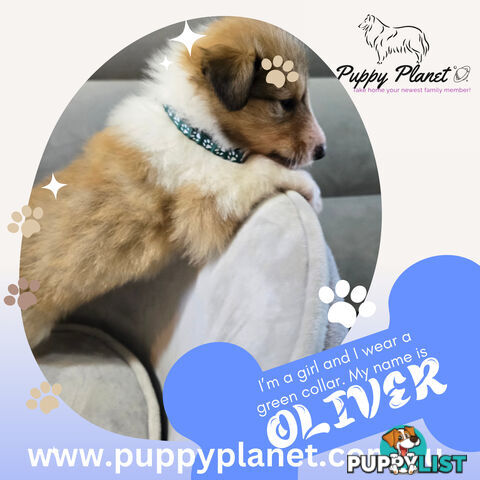 Purebred Rough Collie (Lassie) Puppies - Bring home your new family member (www.puppyplanet.com.au)