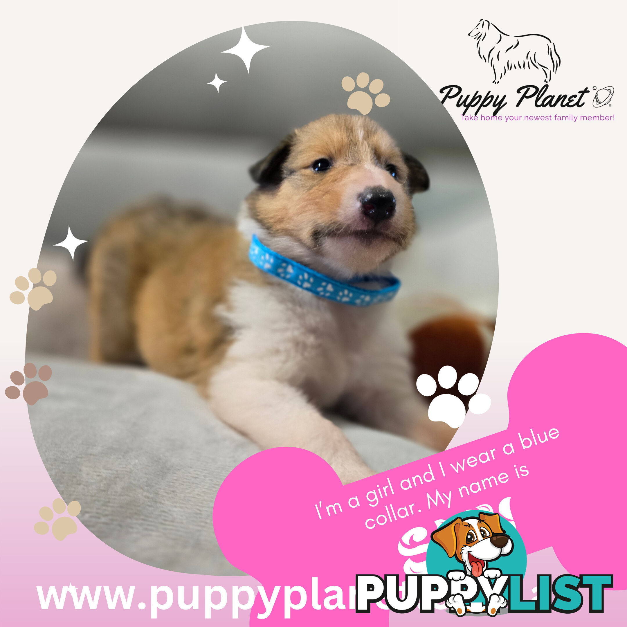 Purebred Rough Collie (Lassie) Puppies - Bring home your new family member (www.puppyplanet.com.au)