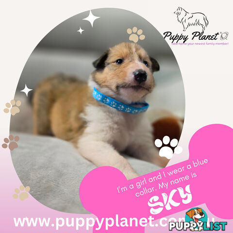 Purebred Rough Collie (Lassie) Puppies - Bring home your new family member (www.puppyplanet.com.au)