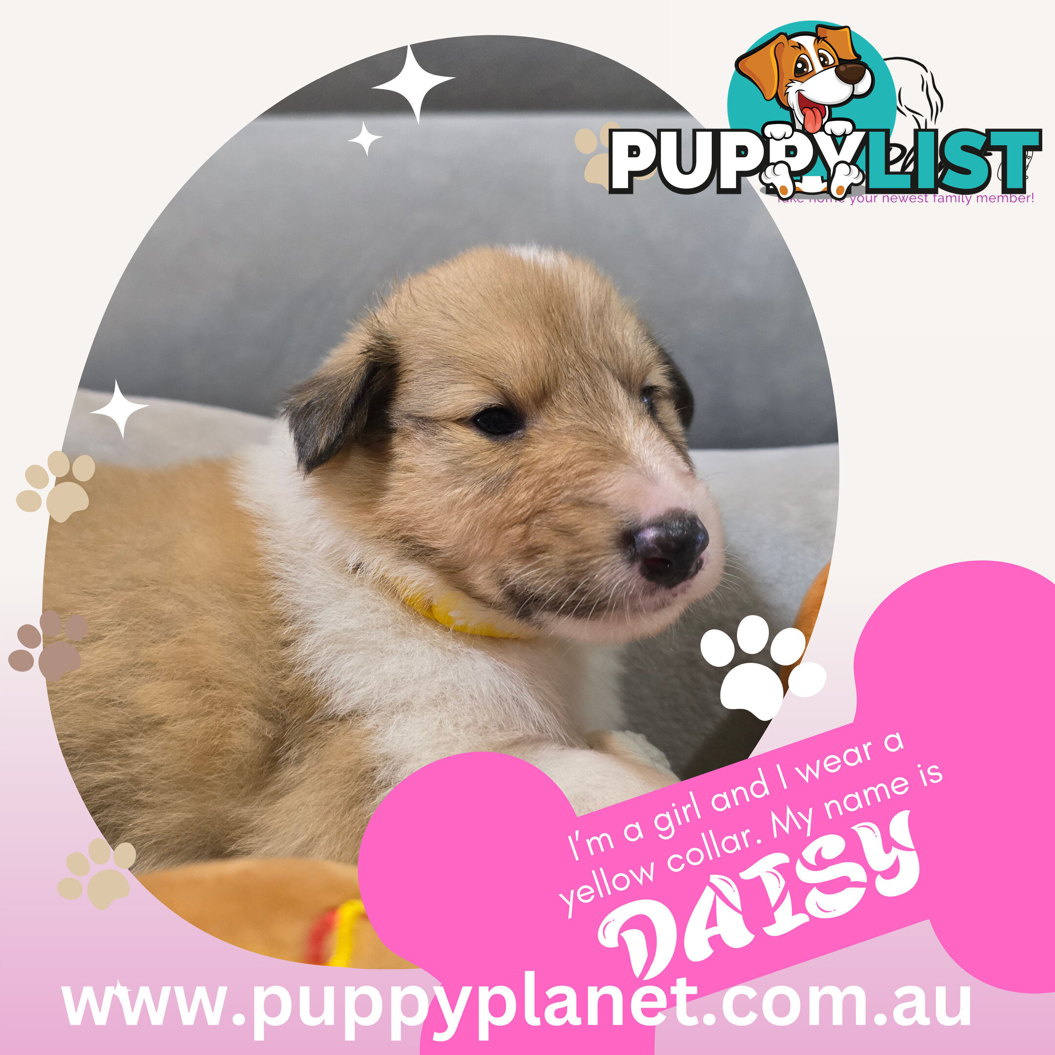 Purebred Rough Collie (Lassie) Puppies - Bring home your new family member (www.puppyplanet.com.au)