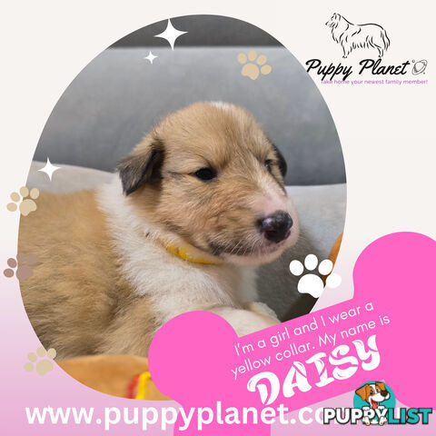 Purebred Rough Collie (Lassie) Puppies - Bring home your new family member (www.puppyplanet.com.au)