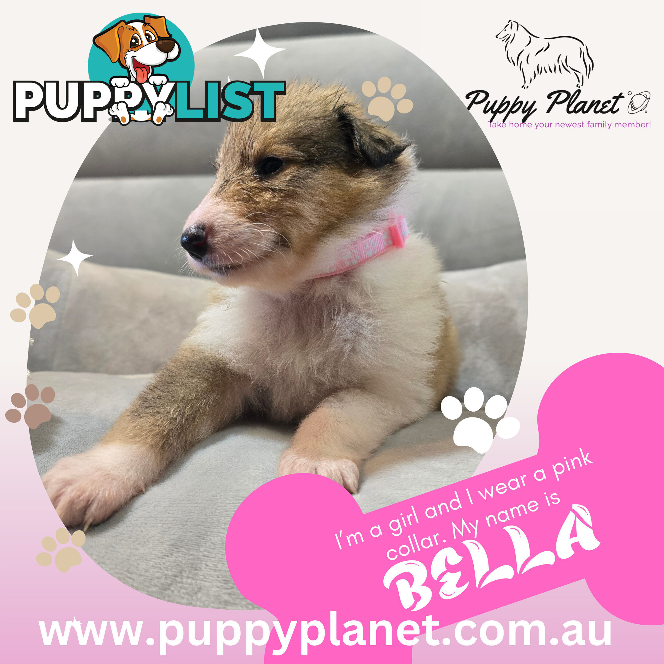 Purebred Rough Collie (Lassie) Puppies - Bring home your new family member (www.puppyplanet.com.au)