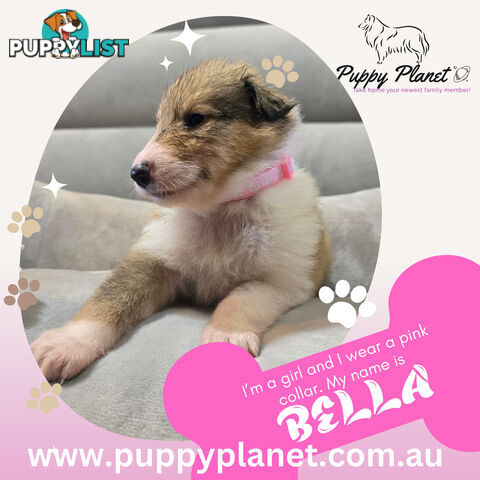 Purebred Rough Collie (Lassie) Puppies - Bring home your new family member (www.puppyplanet.com.au)