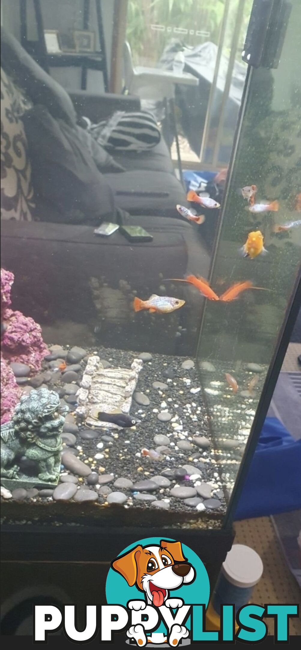 Tropical Fish - Approx 14 - Less than $10 each.