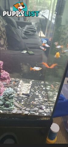 Tropical Fish - Approx 14 - Less than $10 each.