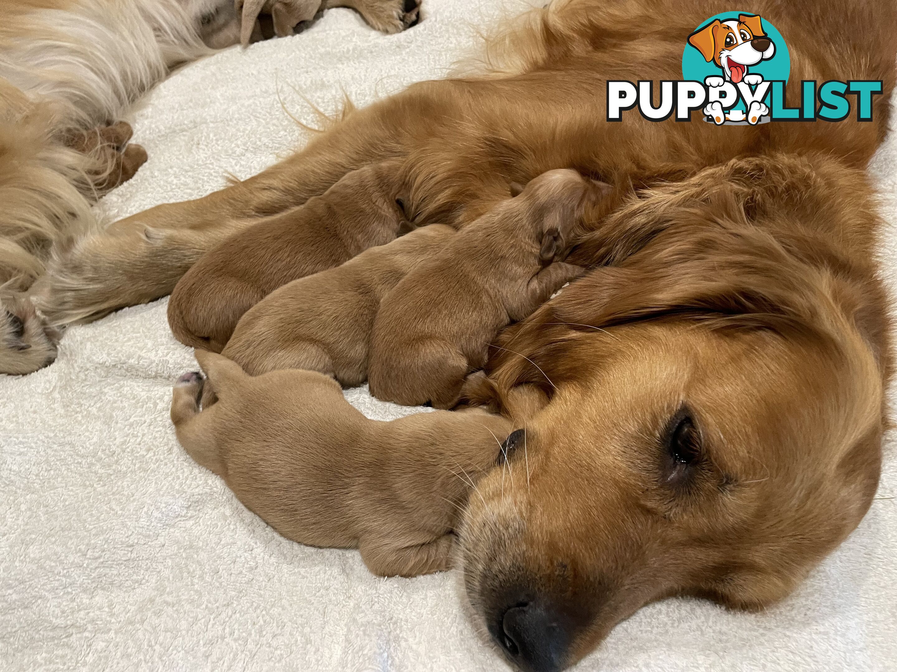 8 Golden retriever 100% puppy pets