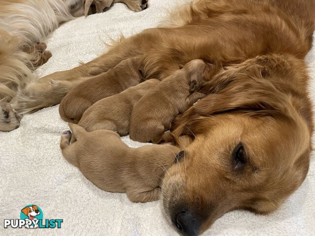 8 Golden retriever 100% puppy pets