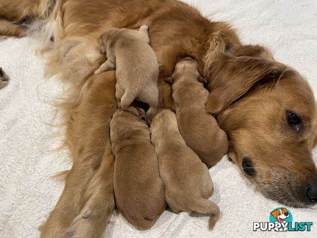 8 Golden retriever 100% puppy pets