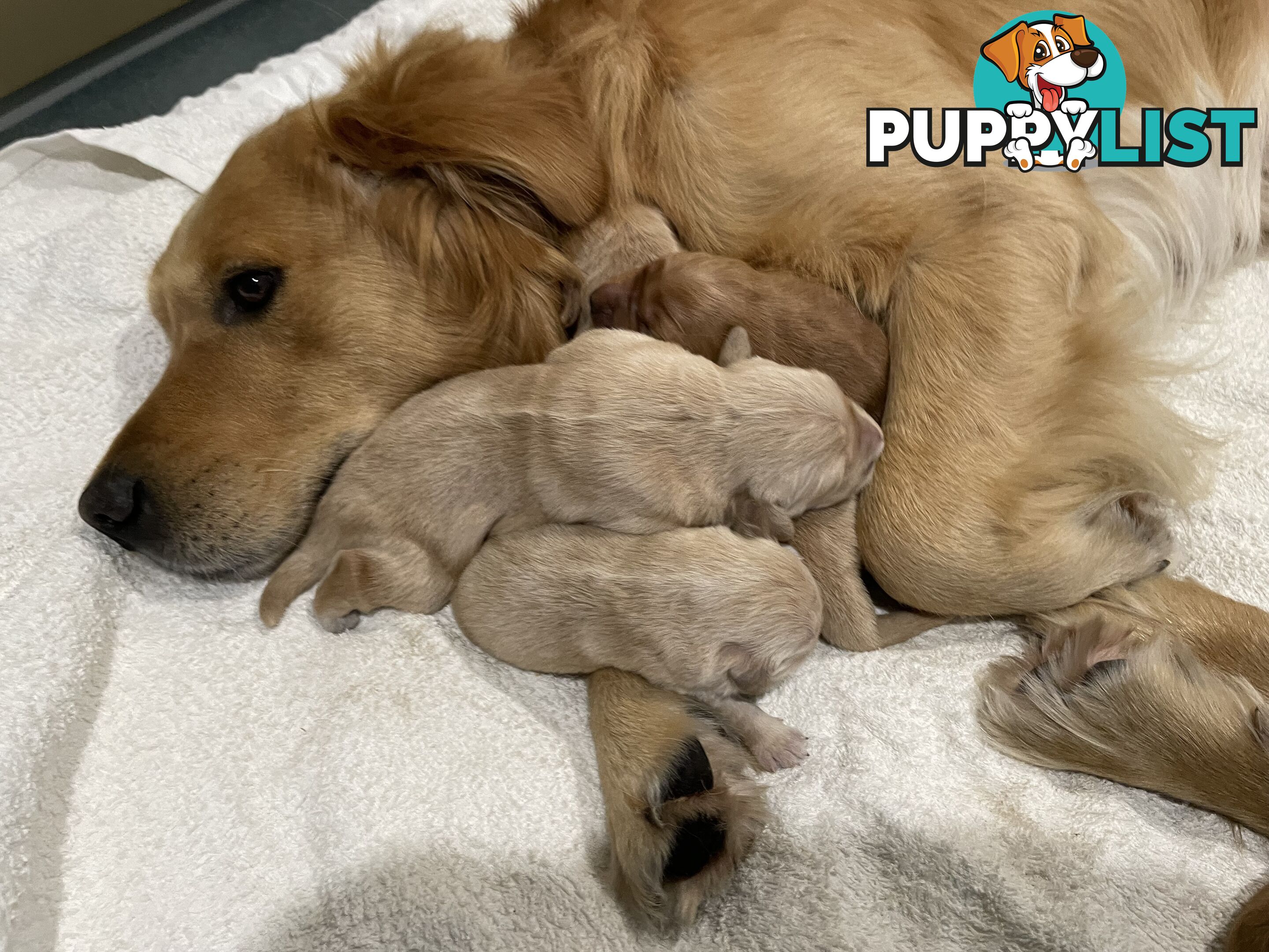 8 Golden retriever 100% puppy pets