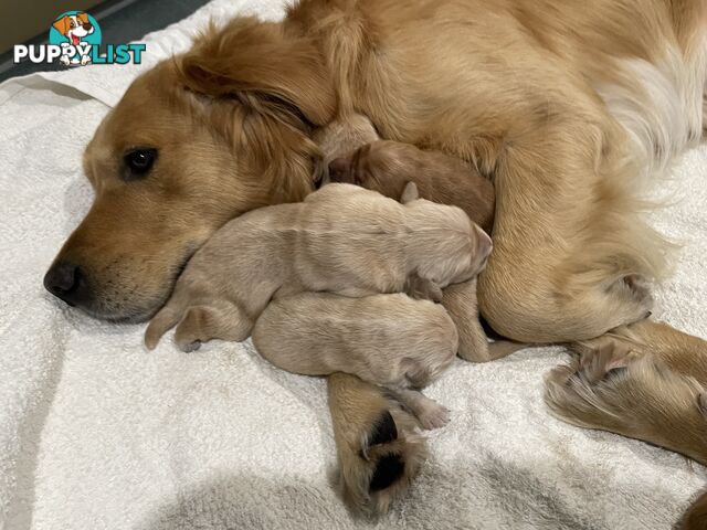 8 Golden retriever 100% puppy pets