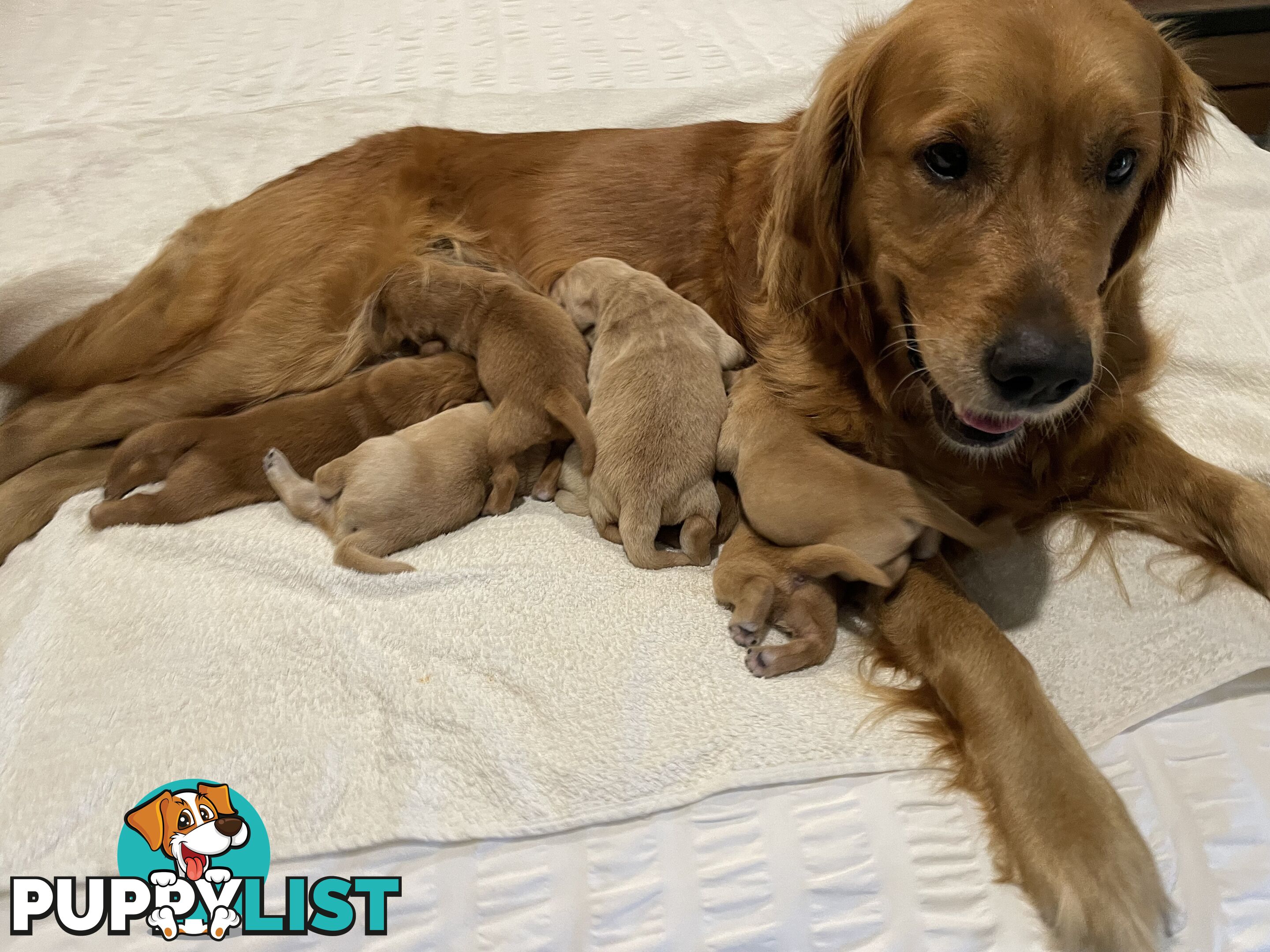 8 Golden retriever 100% puppy pets