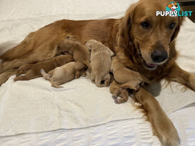 8 Golden retriever 100% puppy pets