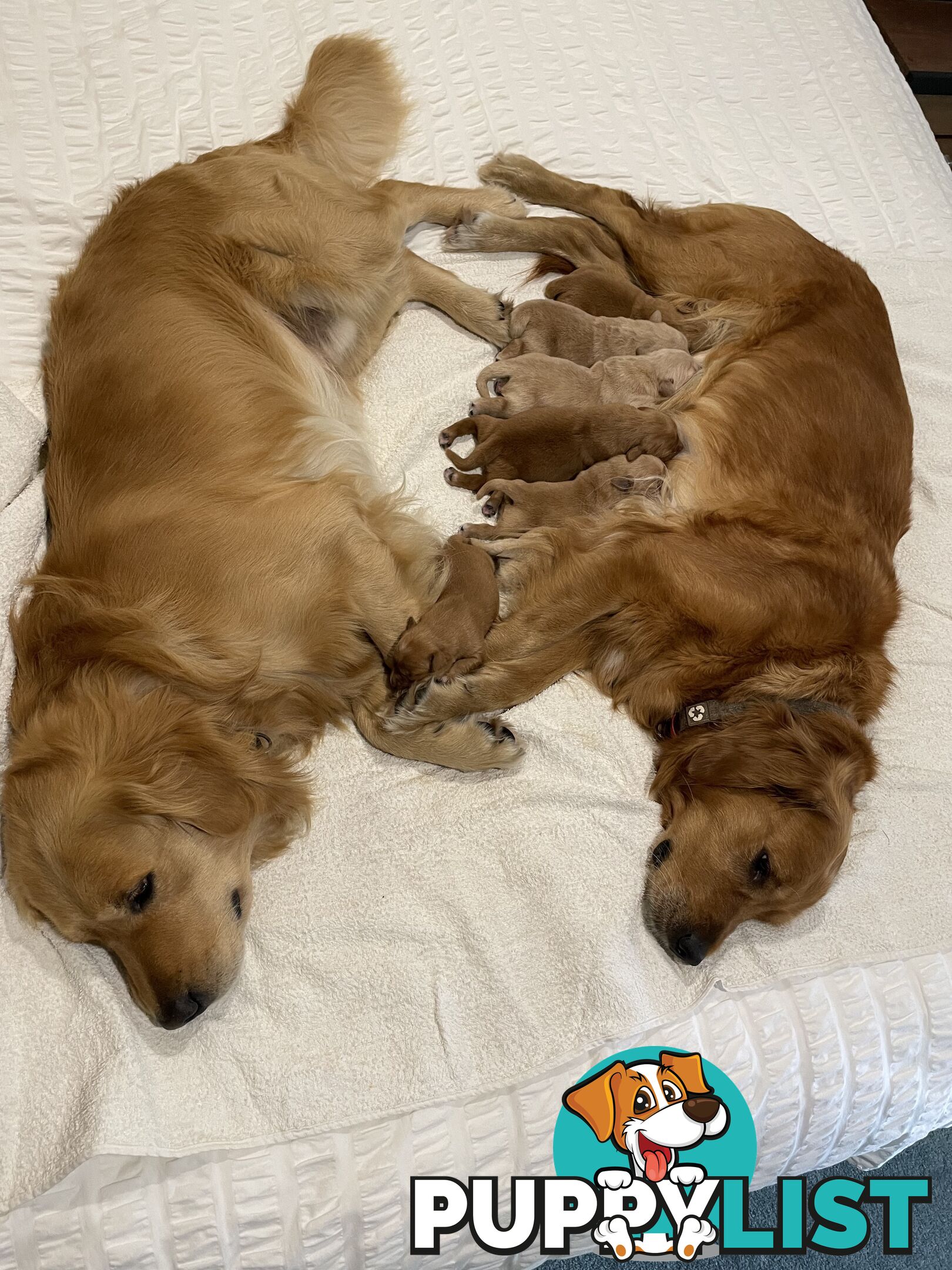 8 Golden retriever 100% puppy pets