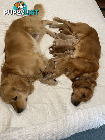 8 Golden retriever 100% puppy pets