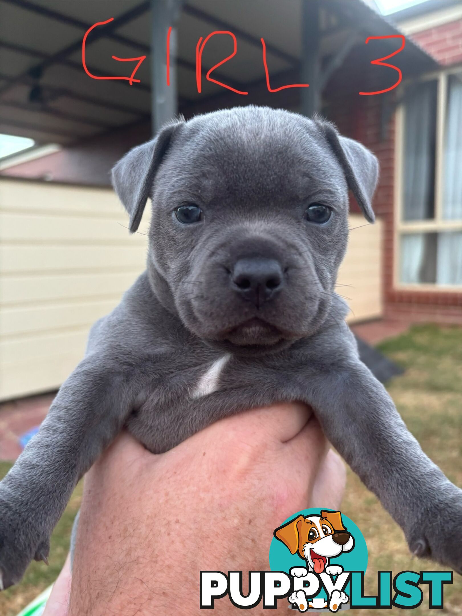 Purebred English Staffies