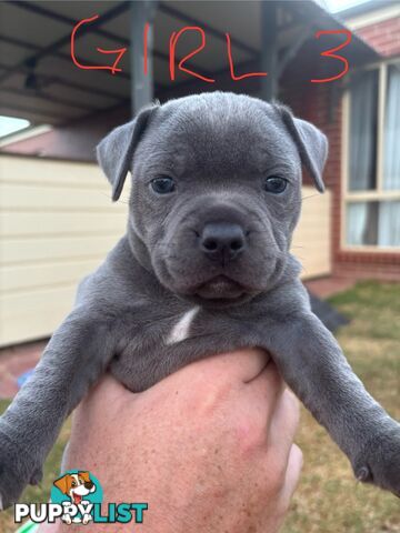 Purebred English Staffies