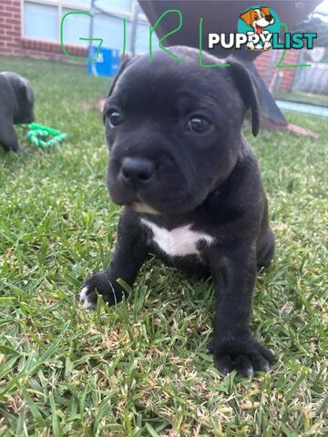 Purebred English Staffies