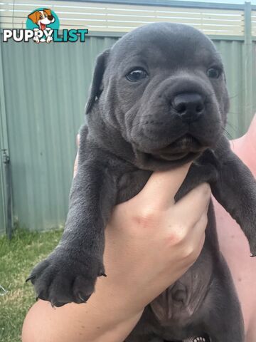 Purebred English Staffies