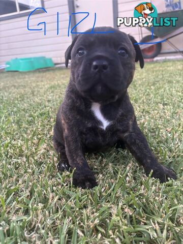 Purebred English Staffies