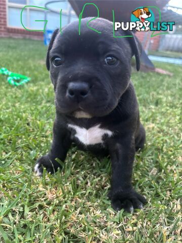 Purebred English Staffies