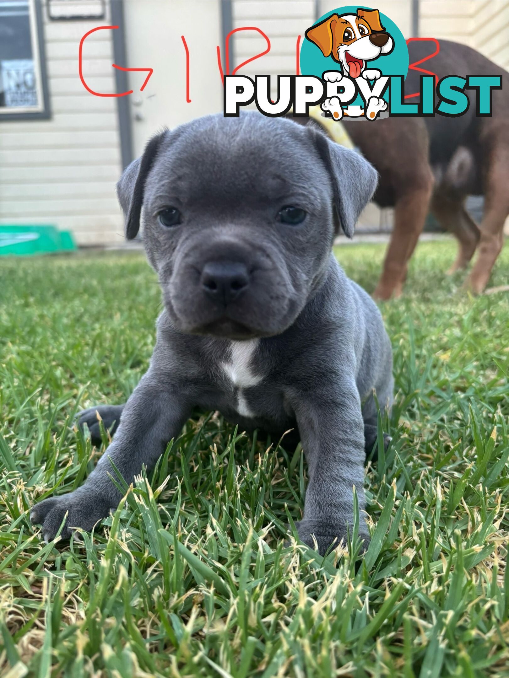 Purebred English Staffies