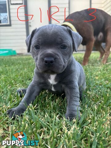 Purebred English Staffies