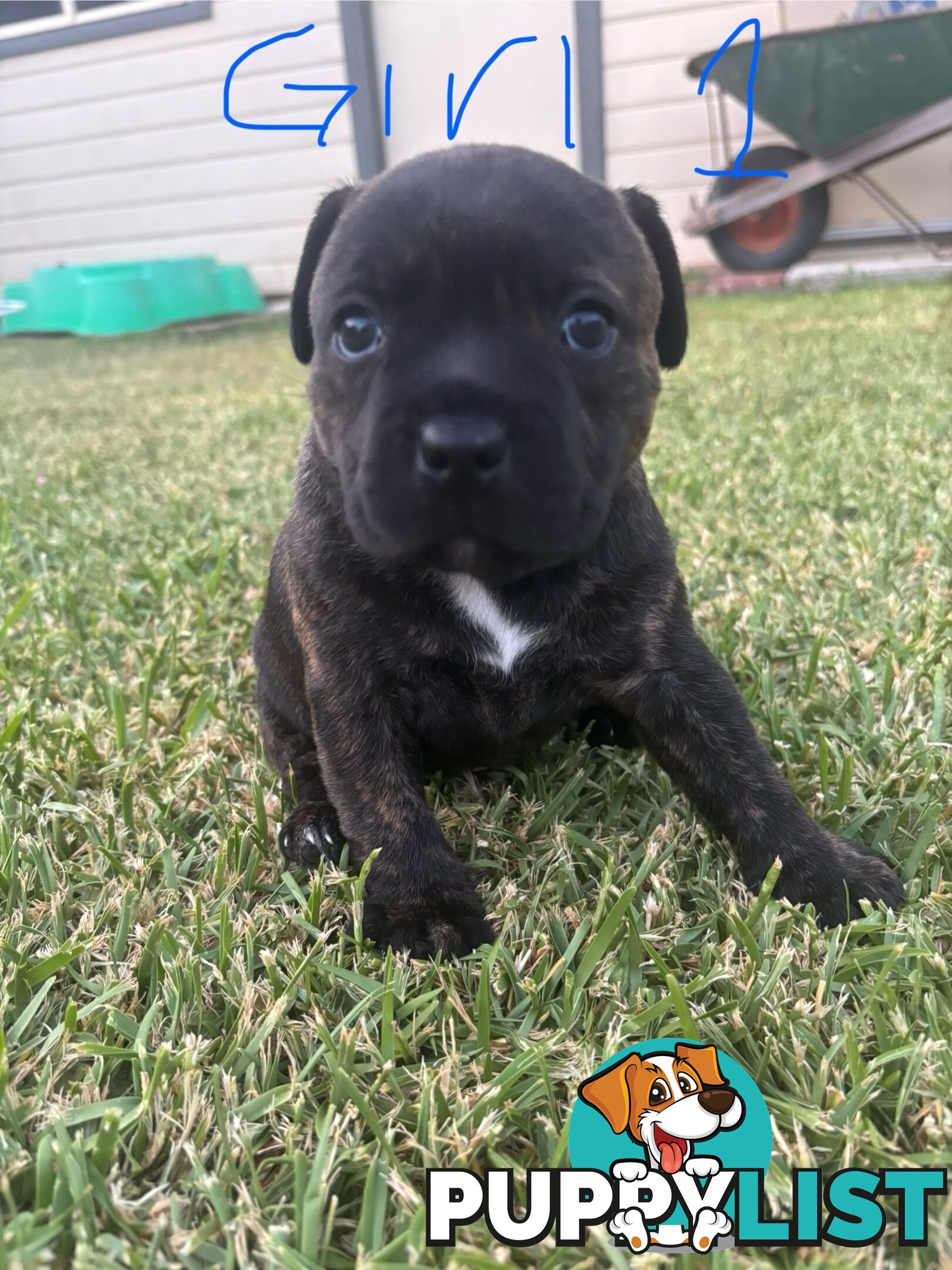 Purebred English Staffies