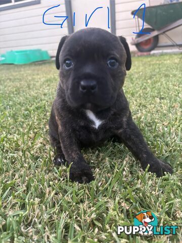 Purebred English Staffies