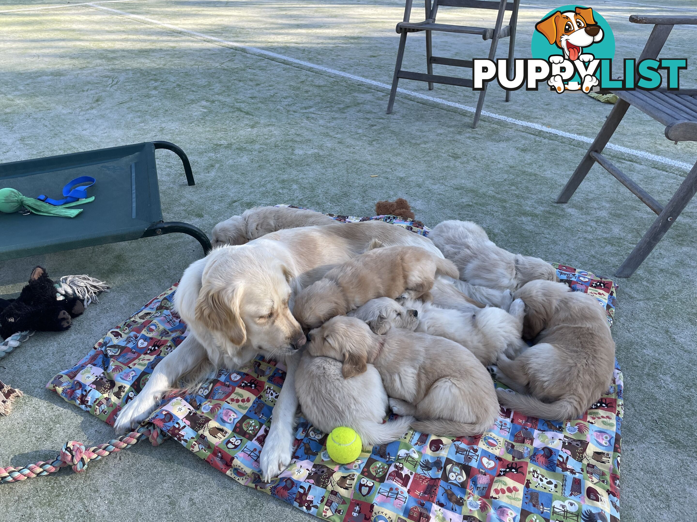 Gorgeous Golden Retriever Pure Pleasure “Percy”