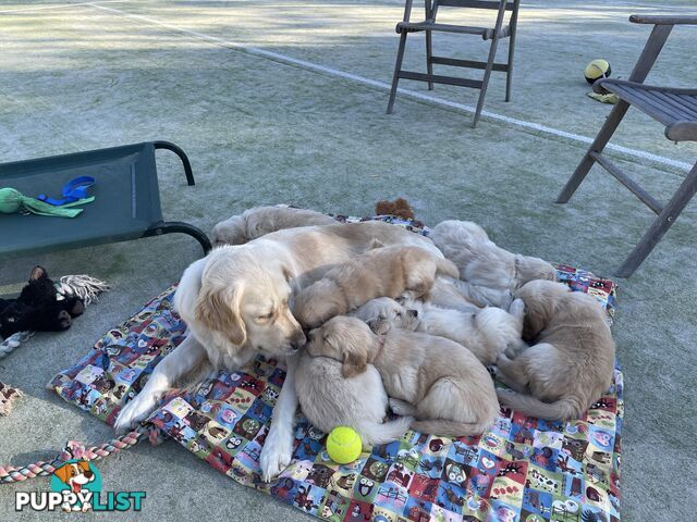 Gorgeous Golden Retriever Pure Pleasure “Percy”