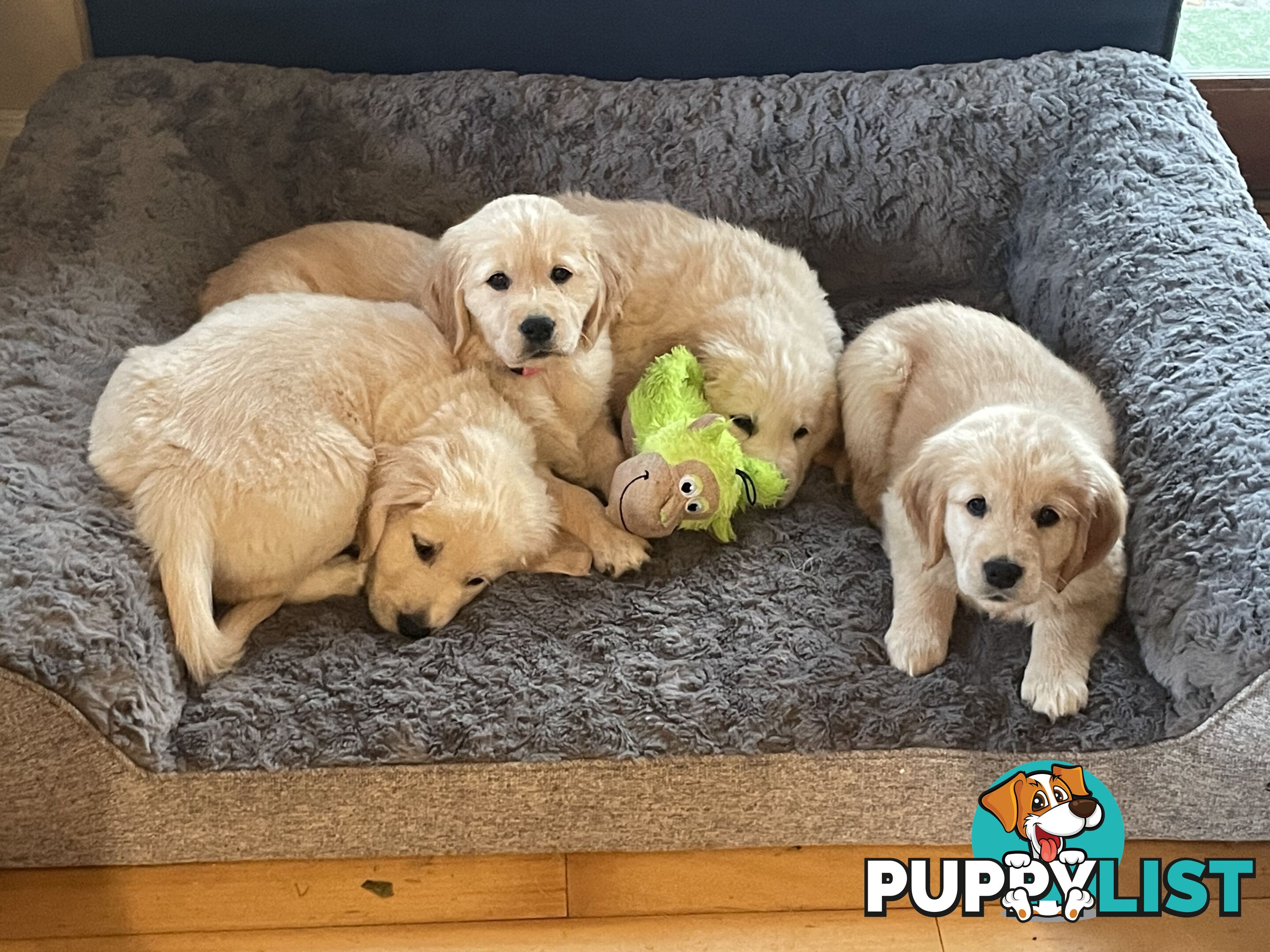 Gorgeous Golden Retriever Pure Pleasure “Percy”