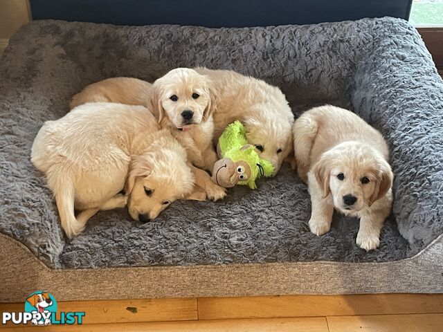 Gorgeous Golden Retriever Pure Pleasure “Percy”