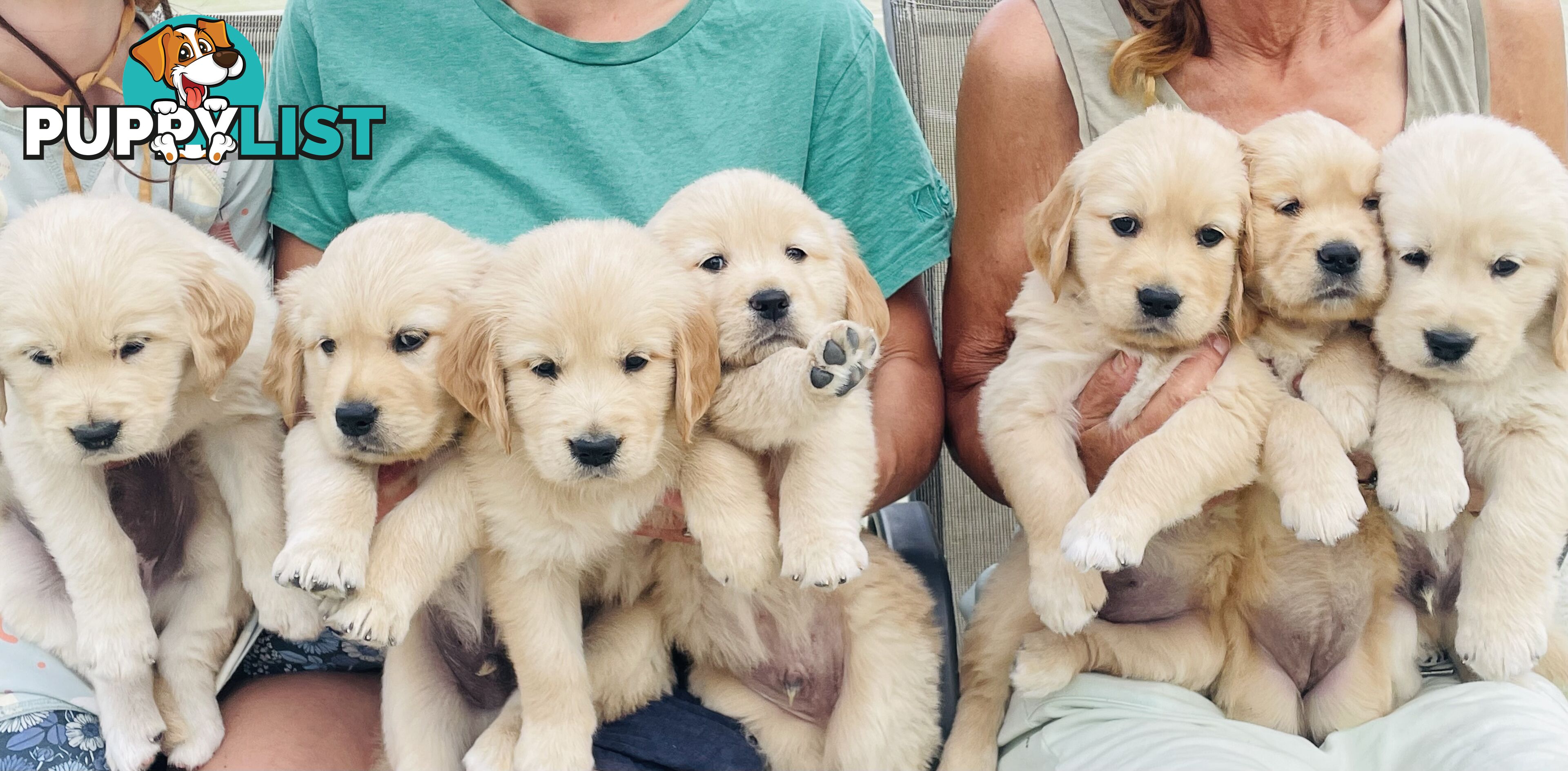 Gorgeous Golden Retriever Pure Pleasure “Percy”