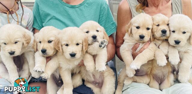 Gorgeous Golden Retriever Pure Pleasure “Percy”