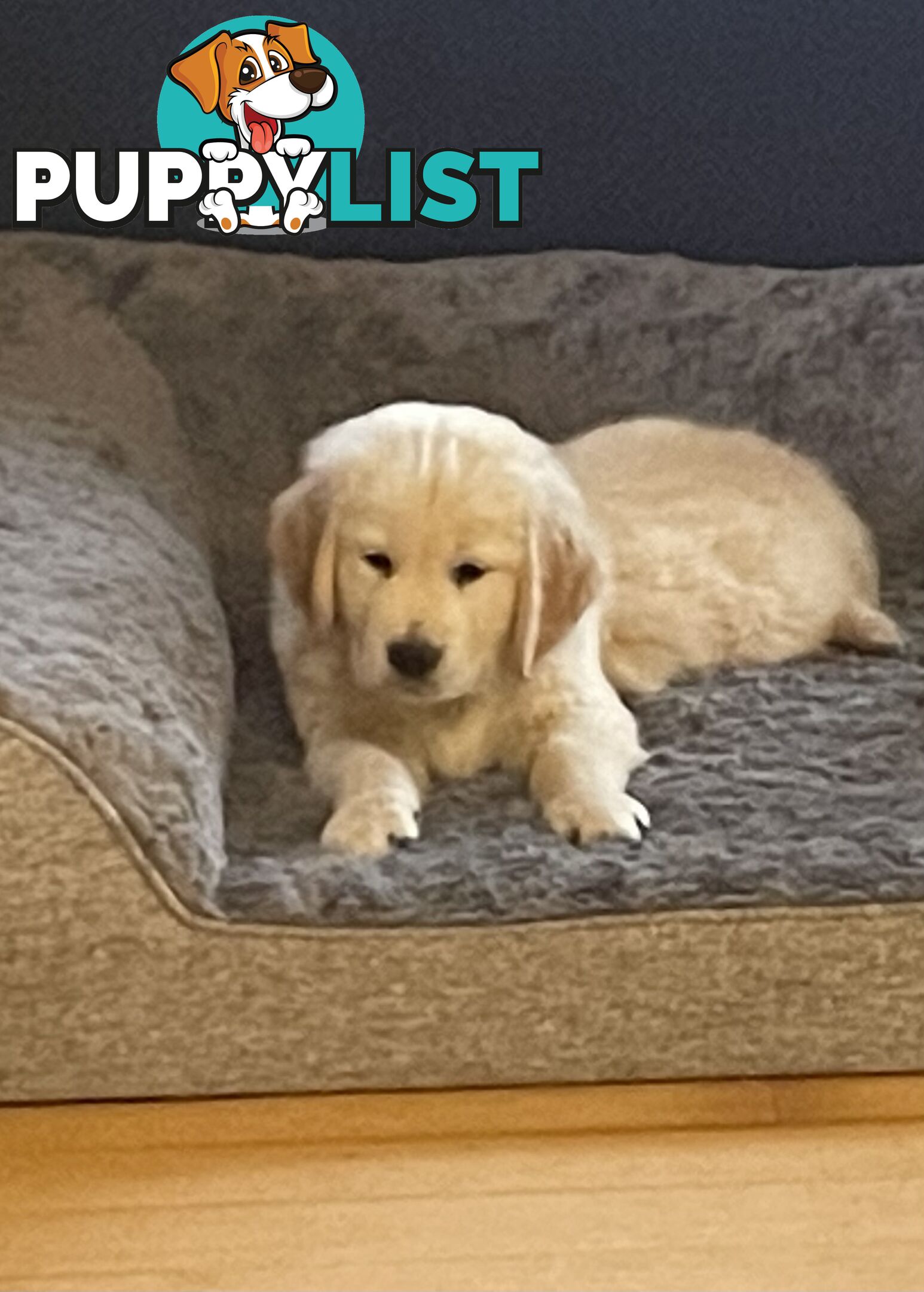 Gorgeous Golden Retriever Pure Pleasure “Percy”