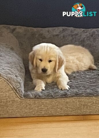 Gorgeous Golden Retriever Pure Pleasure “Percy”