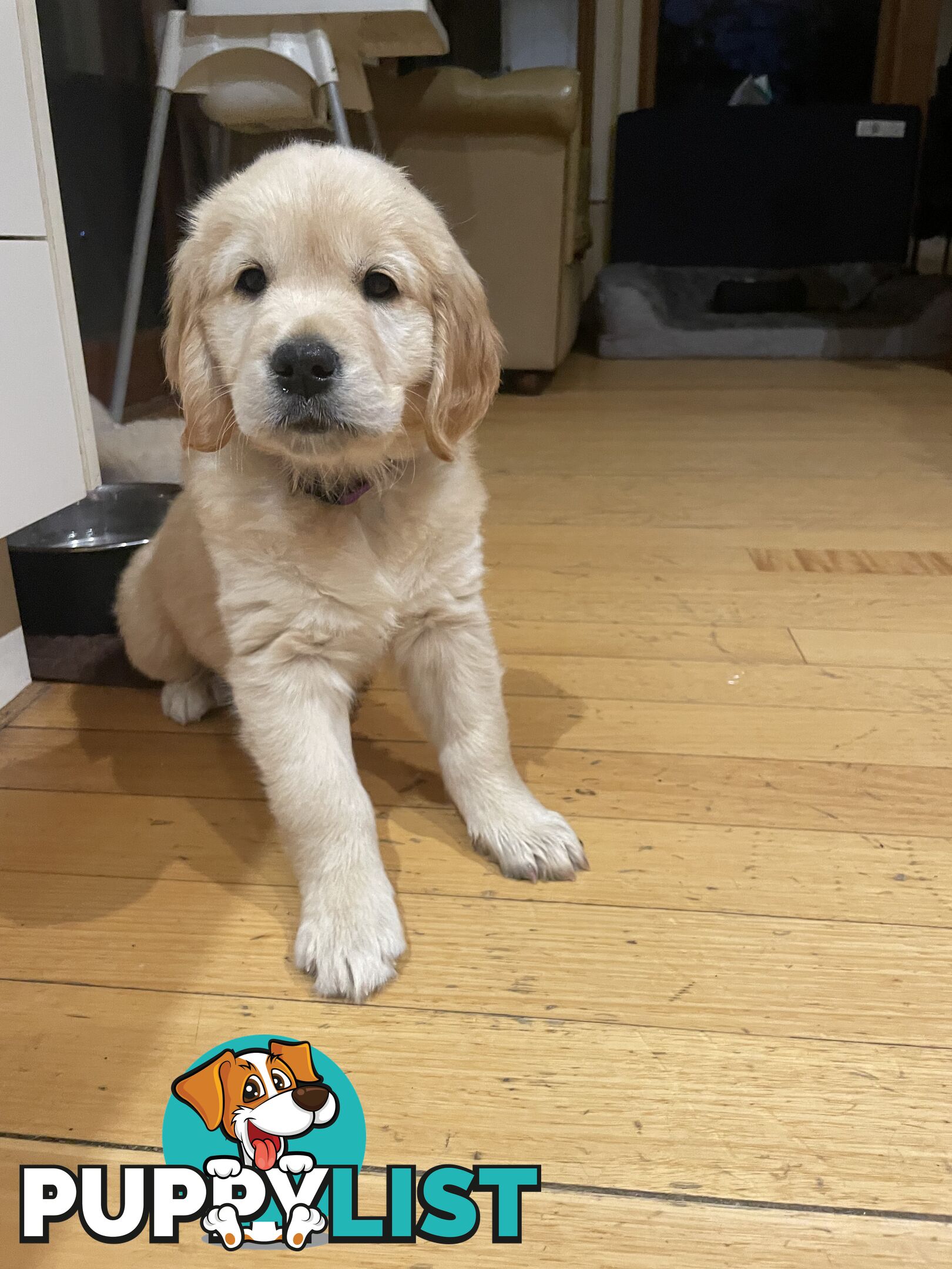 Gorgeous Golden Retriever Pure Pleasure “Percy”