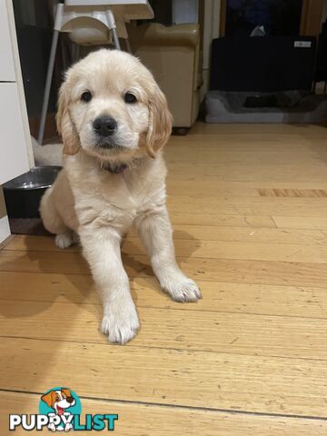 Gorgeous Golden Retriever Pure Pleasure “Percy”