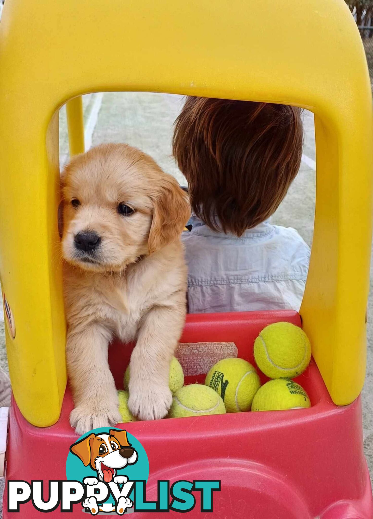 Gorgeous Golden Retriever Pure Pleasure “Percy”