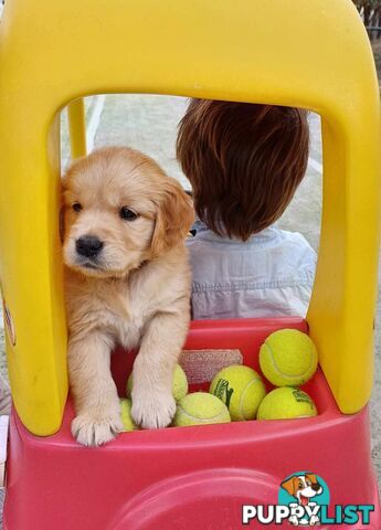 Gorgeous Golden Retriever Pure Pleasure “Percy”