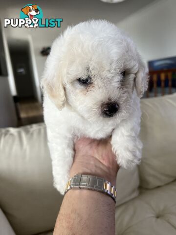 🎄 Bichon Frise Puppies Ready for Christmas! 🎄