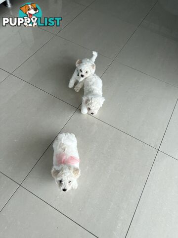 🎄 Bichon Frise Puppies Ready for Christmas! 🎄