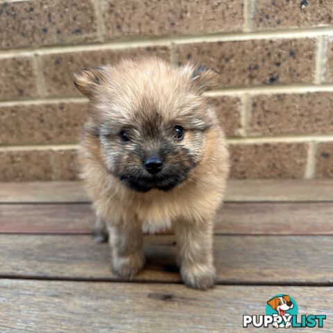 🌸 Adorable Pomeranian girls