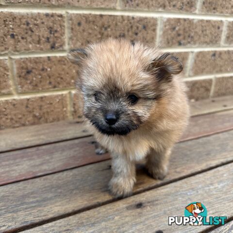 🌸 Adorable Pomeranian girls