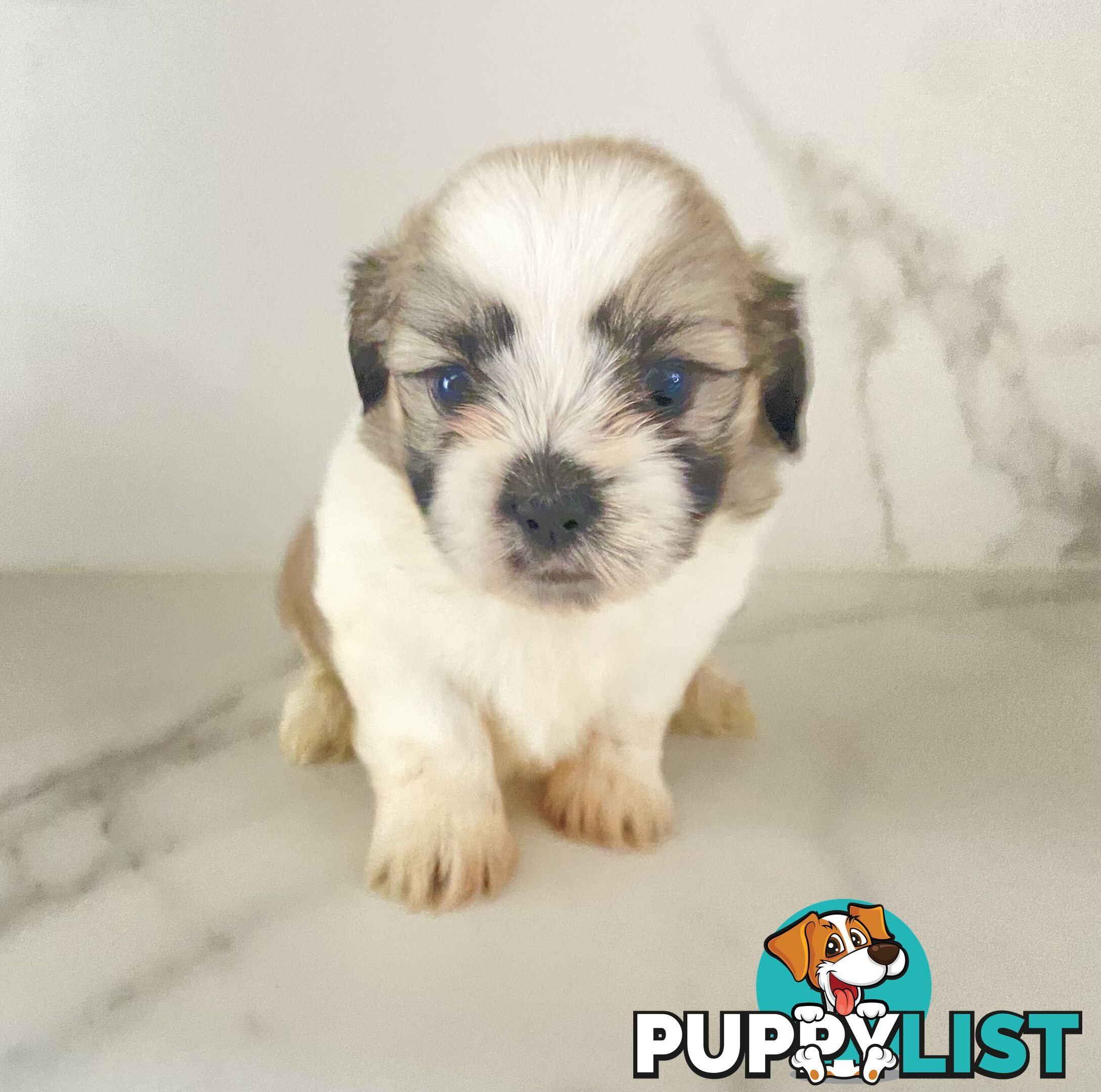 PUPPIE needs forever Home