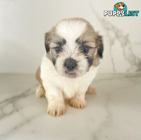 PUPPIE needs forever Home