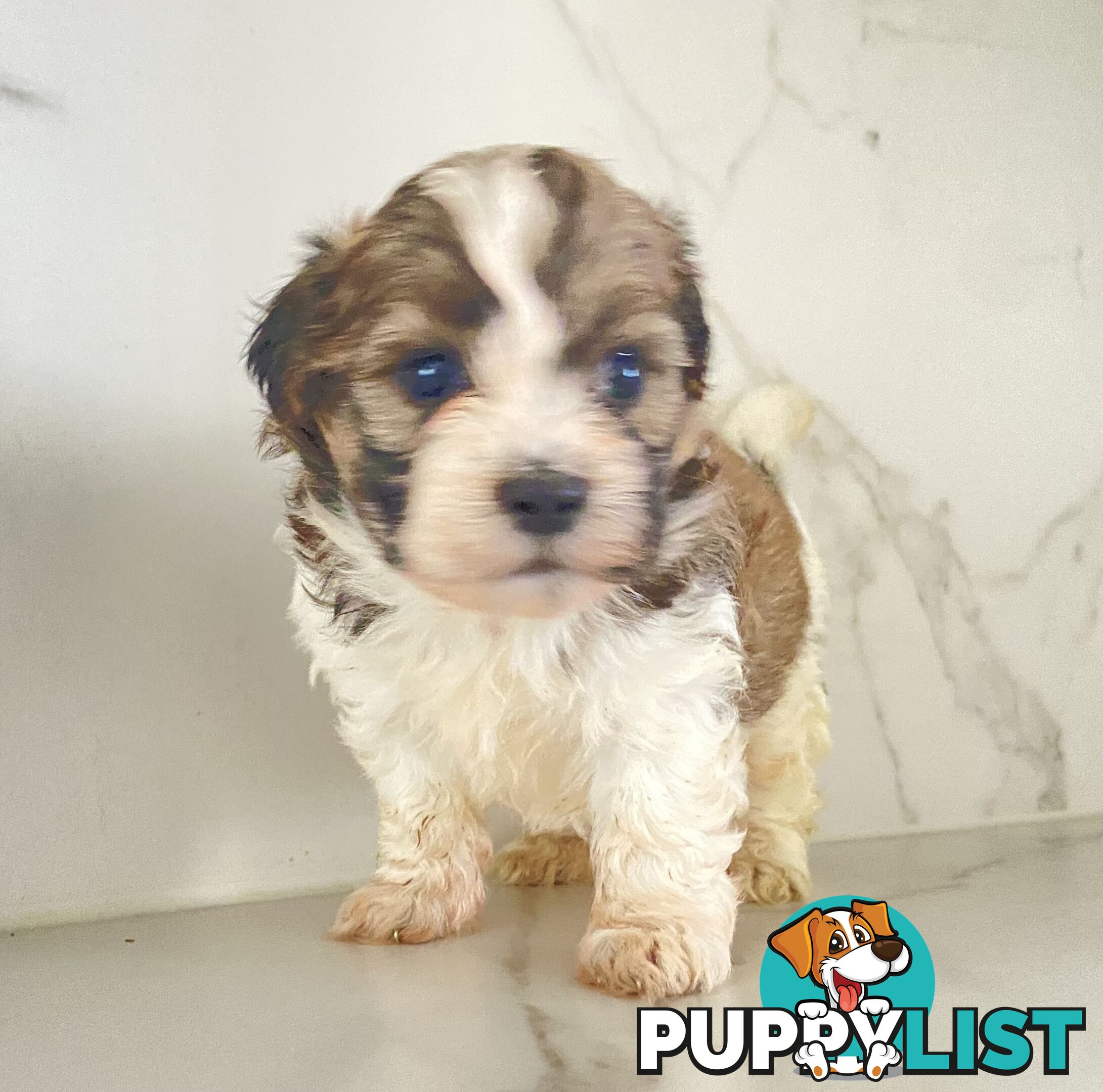 PUPPIE needs forever Home