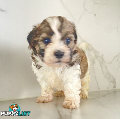 PUPPIE needs forever Home