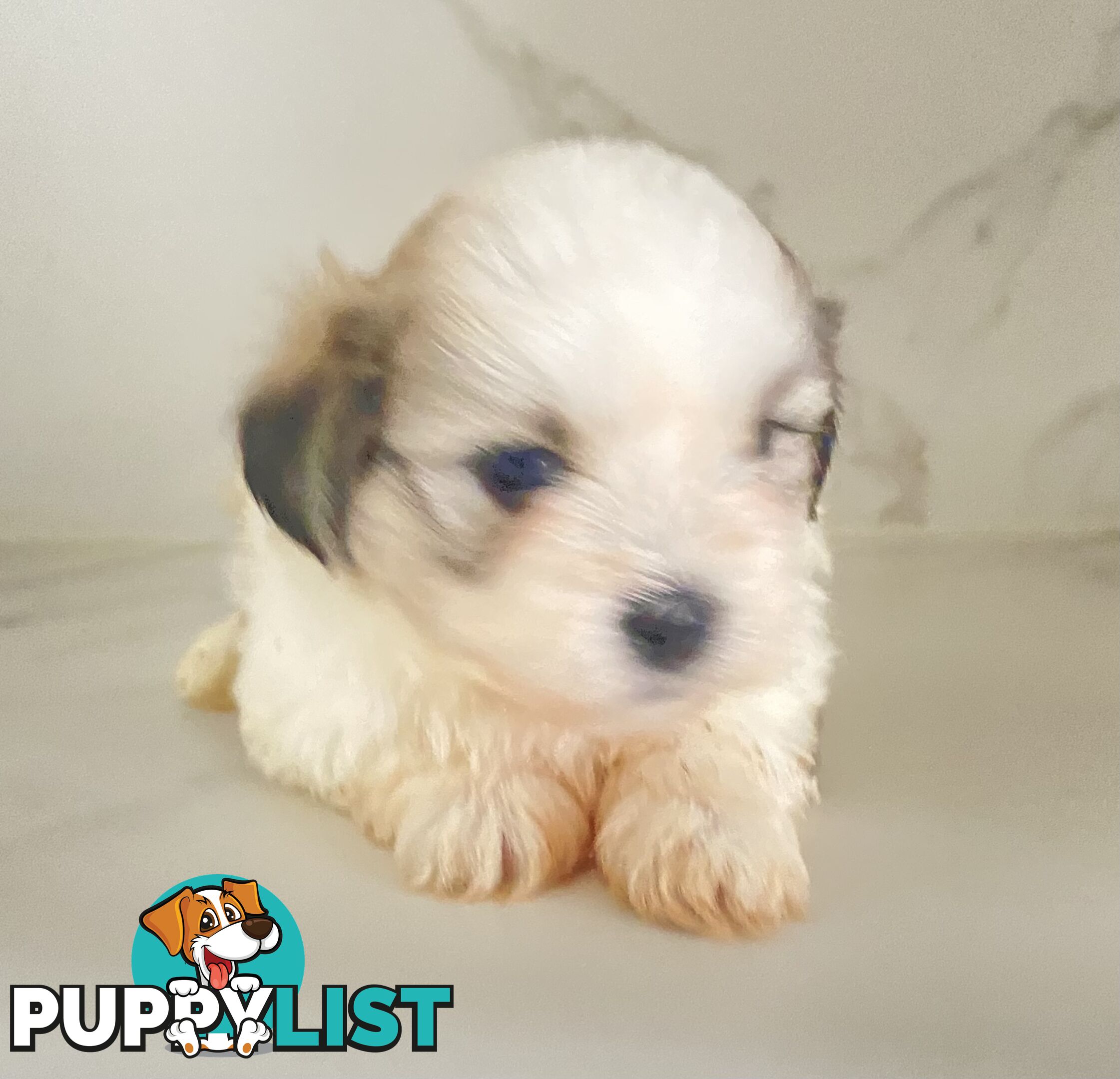 PUPPIE needs forever Home