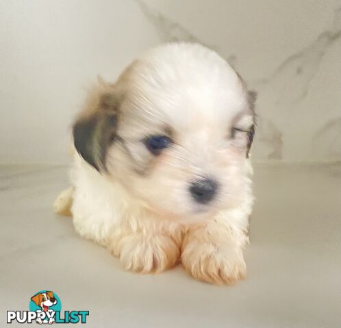 PUPPIE needs forever Home